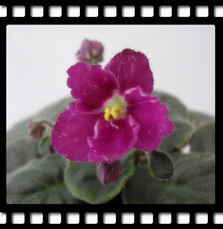 [����]Rachel������С�ǣ�P13 9�µĳ��ƣ�