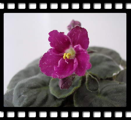 [����]Rachel������С�ǣ�P13 9�µĳ��ƣ�