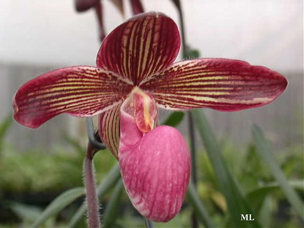 �Ɍ���Ь�m