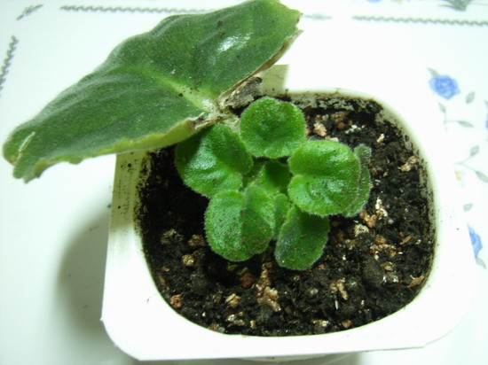 9��21  ˼���ԭ����Զ���˹��־��и�ǿ�����������Ծ��ڴˣ� ���� *�������԰*