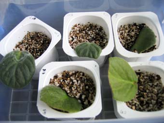 ���¿�ʼ----�յ���һ����Ҷ