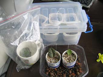 ���¿�ʼ----�յ���һ����Ҷ