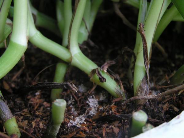 ����:���޵�����ù����ô��