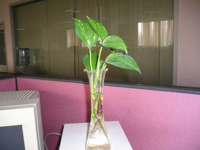 ����:���޵�����ù����ô��