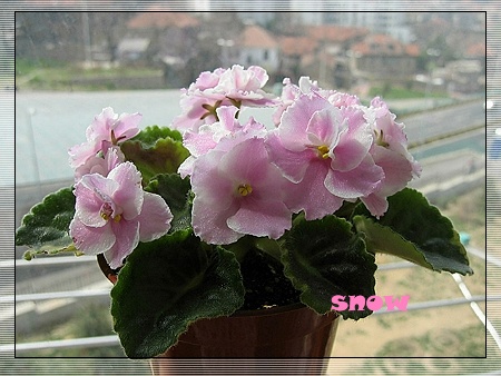 9��23��  ѩ�������һ���� ���� *�������԰*