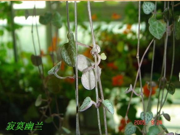 ��į����,�����Ѱ�֮���෢֦��