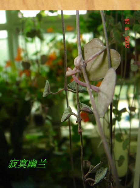 ��į����,�����Ѱ�֮���෢֦��