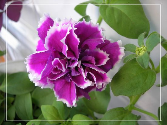 �ذ갫ǣţ��P4��5����