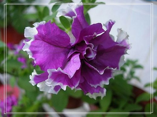 �ذ갫ǣţ��P4��5����