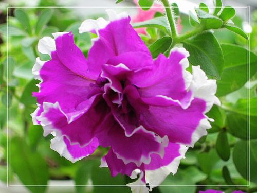 �ذ갫ǣţ��P4��5����