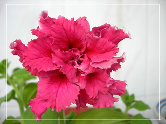 �ذ갫ǣţ��P4��5����