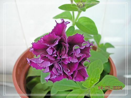 �ذ갫ǣţ��P4��5����