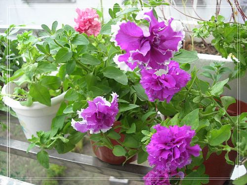 �ذ갫ǣţ��P4��5����