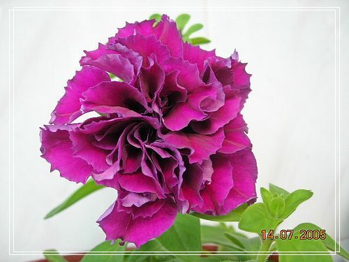 �ذ갫ǣţ��P4��5����