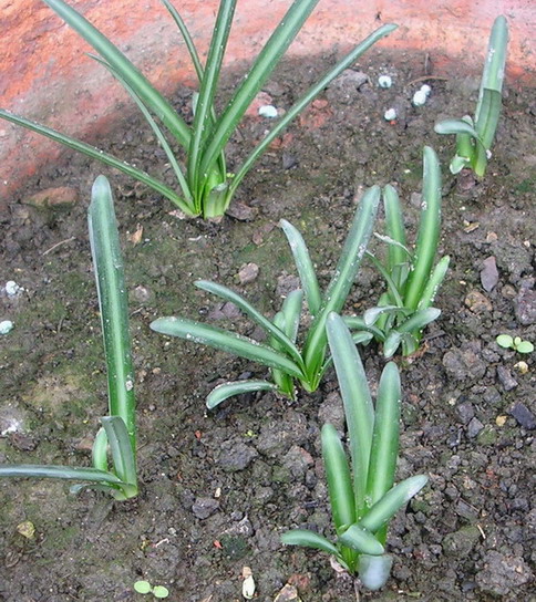 ��ʼ������