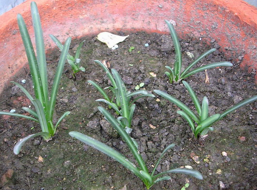 ��ʼ������