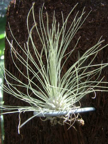 �ҵĿշ�ƴ��