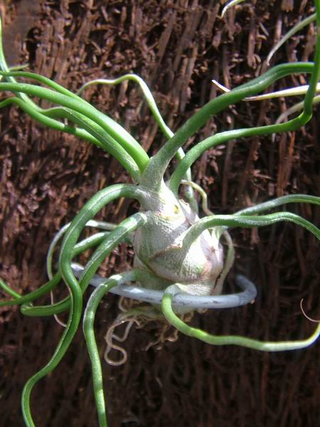 �ҵĿշ�ƴ��