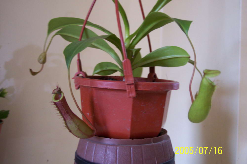 ����һ���ª��������