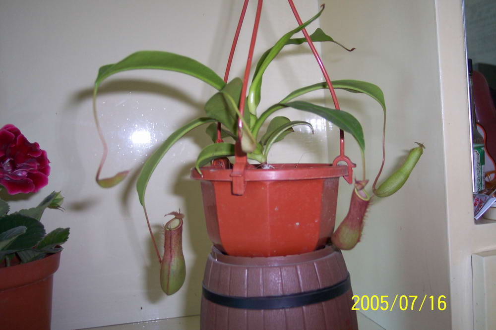 ����һ���ª��������