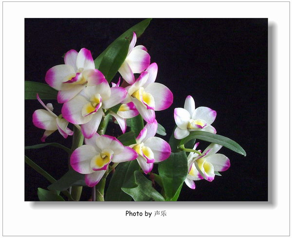 ÿ��һͼ------�����Ŀ�������˫��ͼƬ��