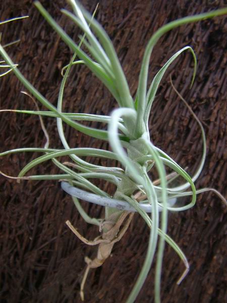 �ҵĿշ�ƴ��