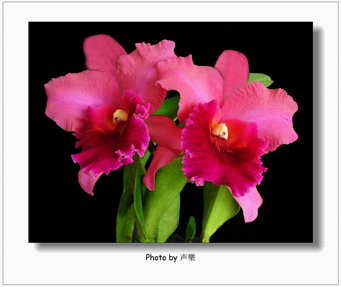 ÿ��һͼ------�����Ŀ�������˫��ͼƬ��