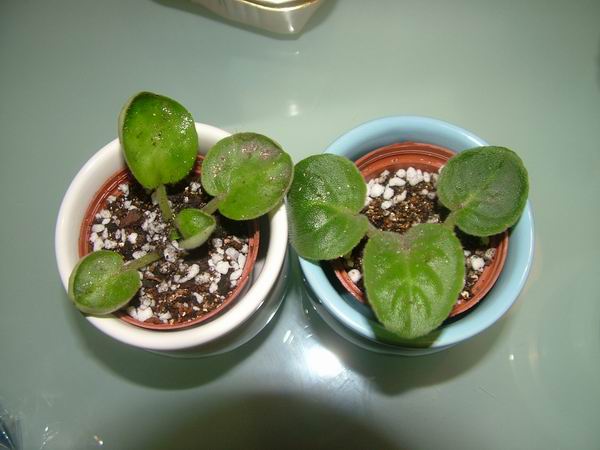 żҲ��������---���ҵ�������������ջ�