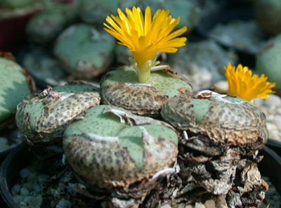 [����]��׶����---55¥��ʼ������ͨ��---