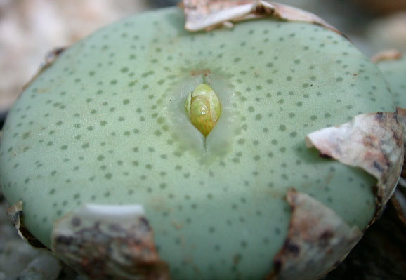 [����]��׶����---55¥��ʼ������ͨ��---