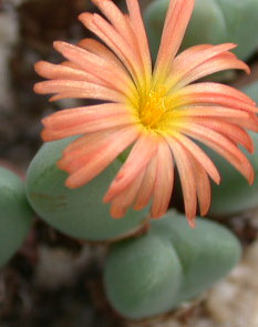 [����]��׶����---55¥��ʼ������ͨ��---