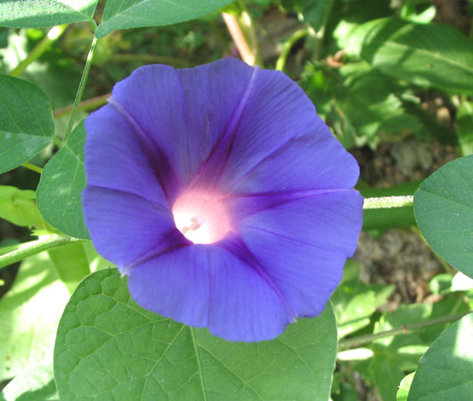 ���Ӳ�԰���ȼ�ţ�Ϳ�ȸ�ݣ�P7��