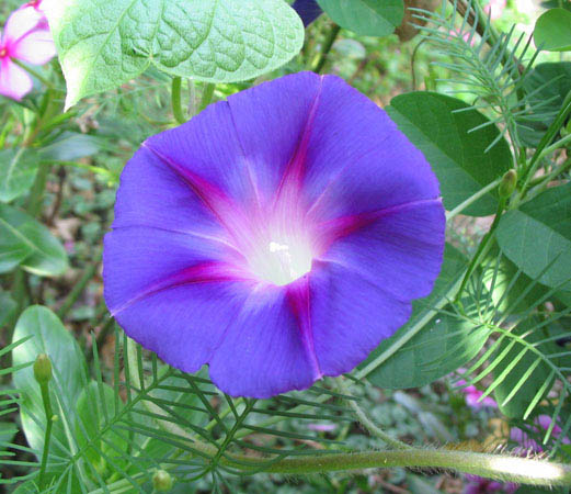 ���Ӳ�԰���ȼ�ţ�Ϳ�ȸ�ݣ�P7��