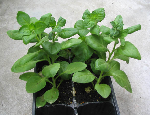 ���Ӳ�԰���ȼ�ţ�Ϳ�ȸ�ݣ�P7��