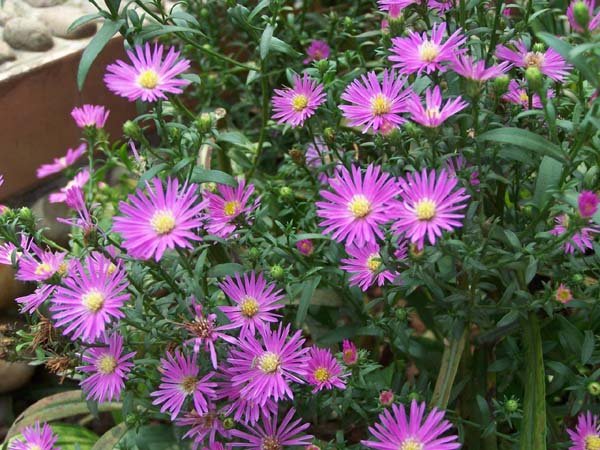 ��������Է������