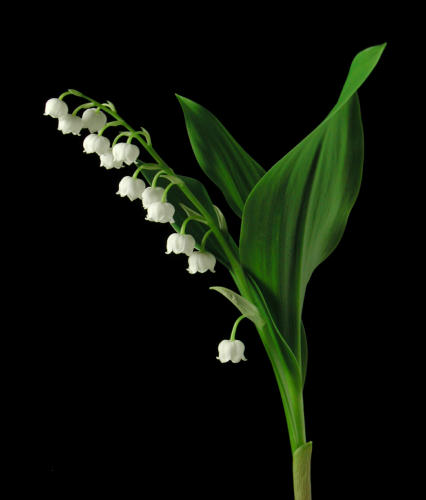 [ת��]ѩƬ�� V.S. ѩ�λ�