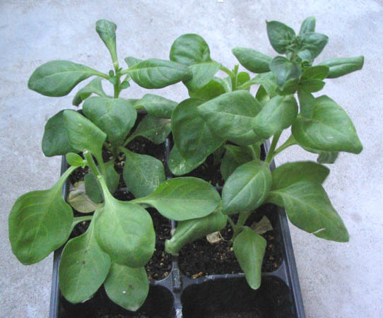 ���Ӳ�԰���ȼ�ţ�Ϳ�ȸ�ݣ�P7��