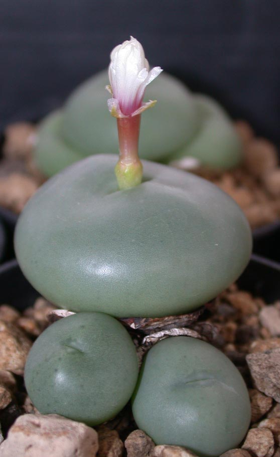 [����]��׶����---55¥��ʼ������ͨ��---