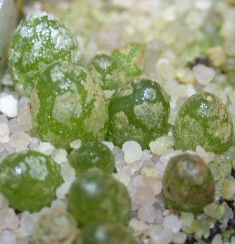 [����]��׶����---55¥��ʼ������ͨ��---