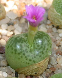 [����]��׶����---55¥��ʼ������ͨ��---