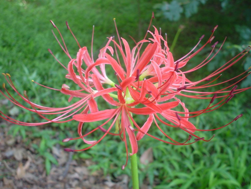 ��ʼ������