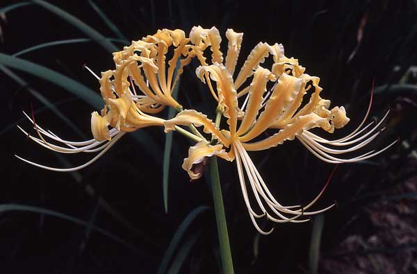 ��ʼ������