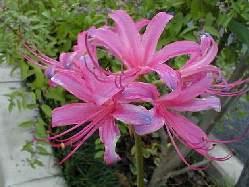 ��ʼ������