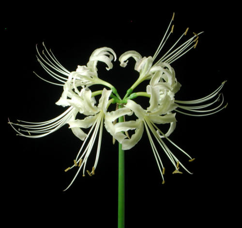 ��ʼ������