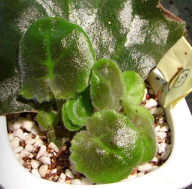 �ҵ���������������ȵú�����