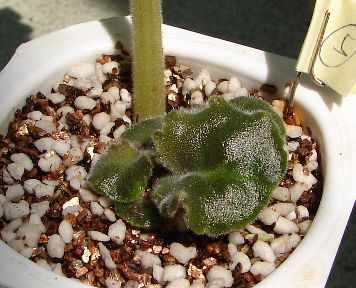 �ҵ���������������ȵú�����