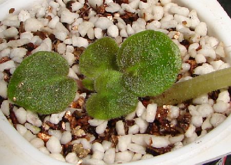 �ҵ���������������ȵú�����