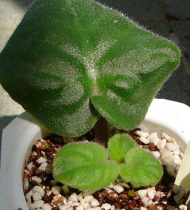 �ҵ���������������ȵú�����