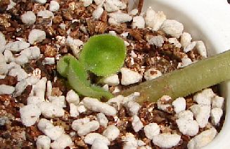 �ҵ���������������ȵú�����