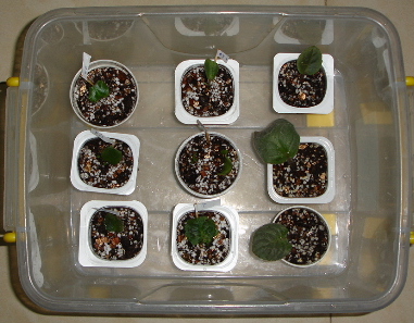 [����]����ҶƬ������¼�����Ĵ�